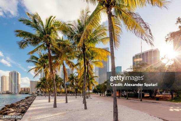 miami downtown skyline and sunlight shining through the palm trees, miami, usa - sunny florida stock pictures, royalty-free photos & images