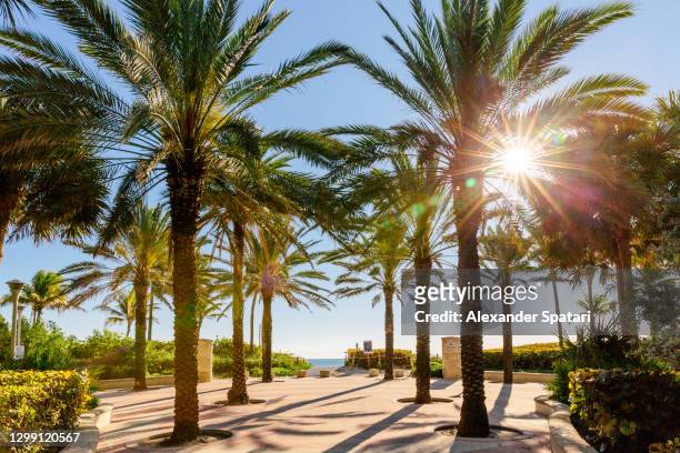 sun shining through palm trees at miami beach boardwalk in south beach, miami, florida, usa - 邁阿密海灘 個照片及圖片檔
