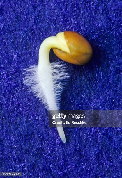 102 Root Hairs Photos and Premium High Res Pictures - Getty Images 102 Root Hairs Photos and Premium High Res Pictures - Getty Images