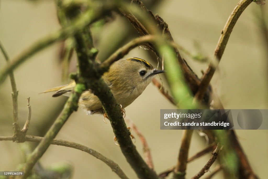 A pretty Goldcrest (Regulus regulus) perching on a branch in a tree.