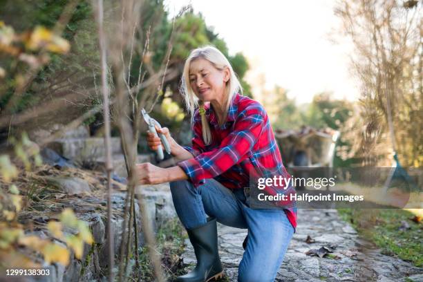 senior woman trimming flowering plants in autumn garden, gardening concept. - beskära bildbanksfoton och bilder