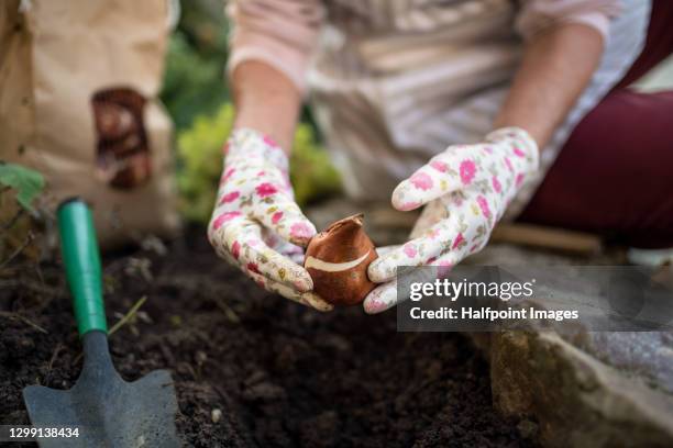 hands of senior woman planting bulbs outdoors in autumn garden, gardening concept. - tulpen stockfoto's en -beelden