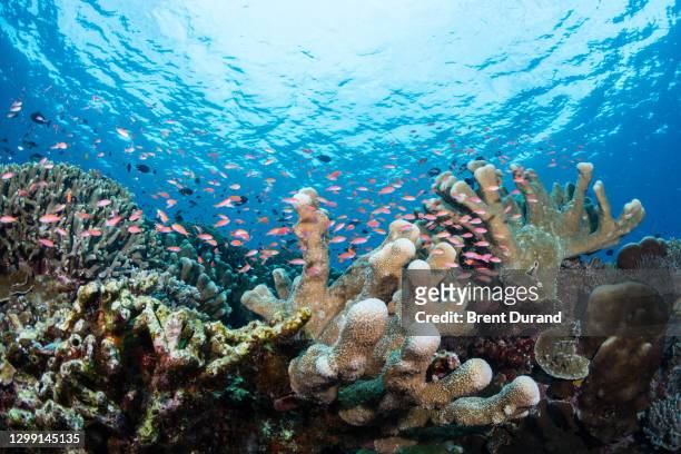 Bunaken National Marine Park Coral Haven and Marine Wonders