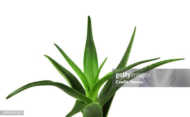 aloe vera on white background - aloe plant stockfoto's en -beelden