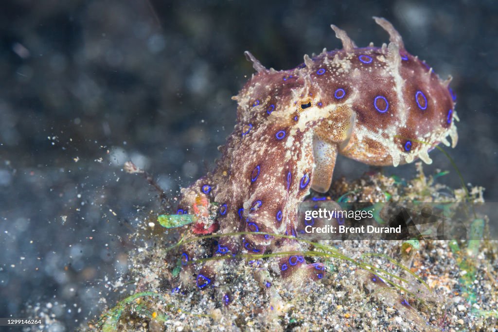 Blue-Ringed Octopus (Hapalochlaena lunulata) Hunting