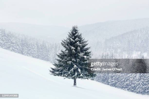 Snow covered tree isolated from background