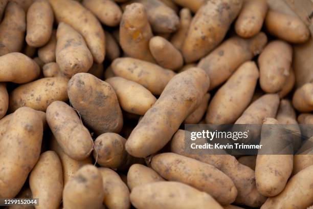 closeup of fingerling potatoes - fingerling potato stock pictures, royalty-free photos & images