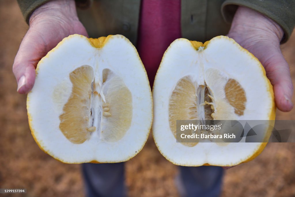 Hand holding large halved pomelo (pummelo) citrus showing the thick rind that surround the fruit
