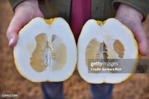Oranges Thicker Rind Chinese Grapefruit Photos and Premium High Res Pictures - Getty Images