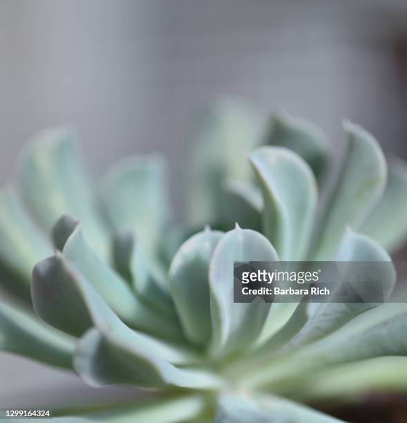 close up of echeveria topsy turvy - echeveria stock pictures, royalty-free photos & images