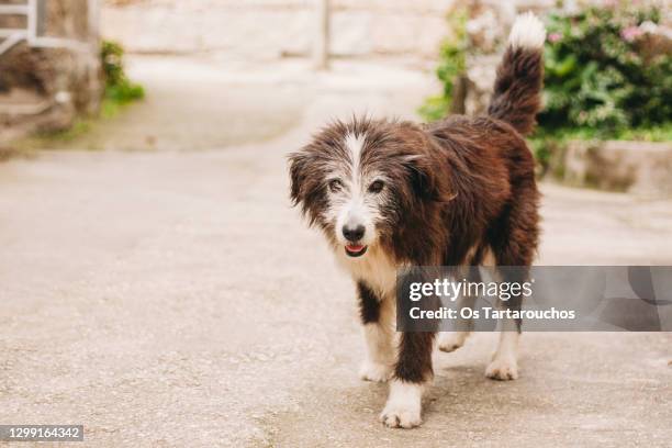 happy senior black and white dog standing in a concrete floor in the outside - approaching bildbanksfoton och bilder