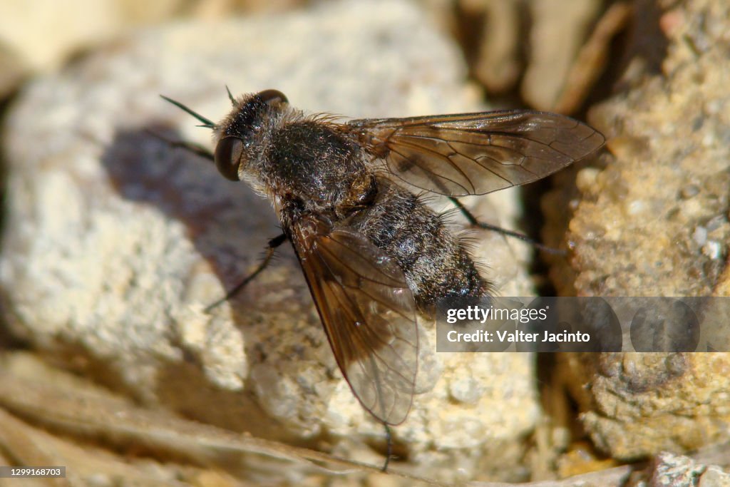 Bee-fly (Cytherea obscura)