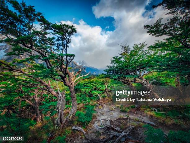 forest in the mountains scenic view panoramic background - santa cruz province argentina 個照片及圖片檔