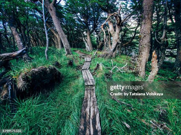 footpath in the forest sinister panoramic background - province de santa cruz argentine photos et images de collection