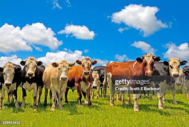 group of cows in a field - new zealand cow stock pictures, royalty-free photos & images