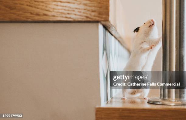 white syrian hamster stands beside a bannister on a staircase and looks up - gerbil stock pictures, royalty-free photos & images