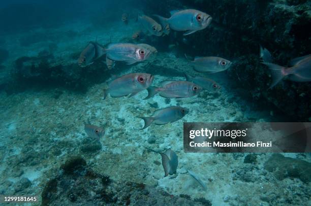 school of moontail bullseye or crescent-tailed bigeye (priacanthus hamrur), seychelles - crescent tailed bigeye stock pictures, royalty-free photos & images