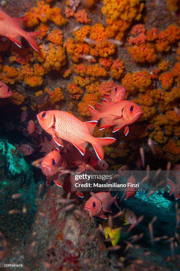 School of Moontail Bullseye or Crescent-Tailed Bigeye (Priacanthus hamrur), Seychelles