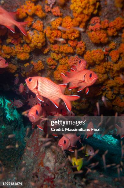 school of moontail bullseye or crescent-tailed bigeye (priacanthus hamrur), seychelles - crescent tailed bigeye stock pictures, royalty-free photos & images