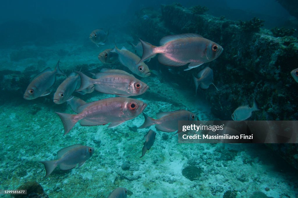 School of Moontail Bullseye or Crescent-Tailed Bigeye (Priacanthus hamrur), Seychelles