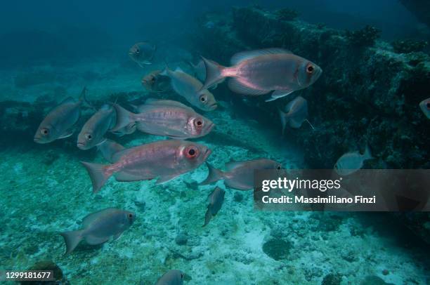 school of moontail bullseye or crescent-tailed bigeye (priacanthus hamrur), seychelles - crescent tailed bigeye stock pictures, royalty-free photos & images