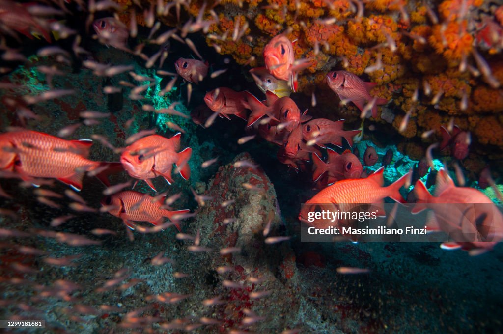 School of Moontail Bullseye or Crescent-Tailed Bigeye (Priacanthus hamrur), Seychelles