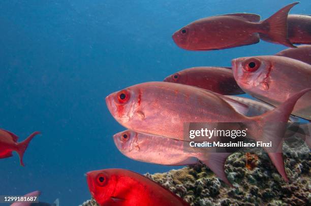 school of moontail bullseye or crescent-tailed bigeye (priacanthus hamrur), seychelles - crescent tailed bigeye stock pictures, royalty-free photos & images