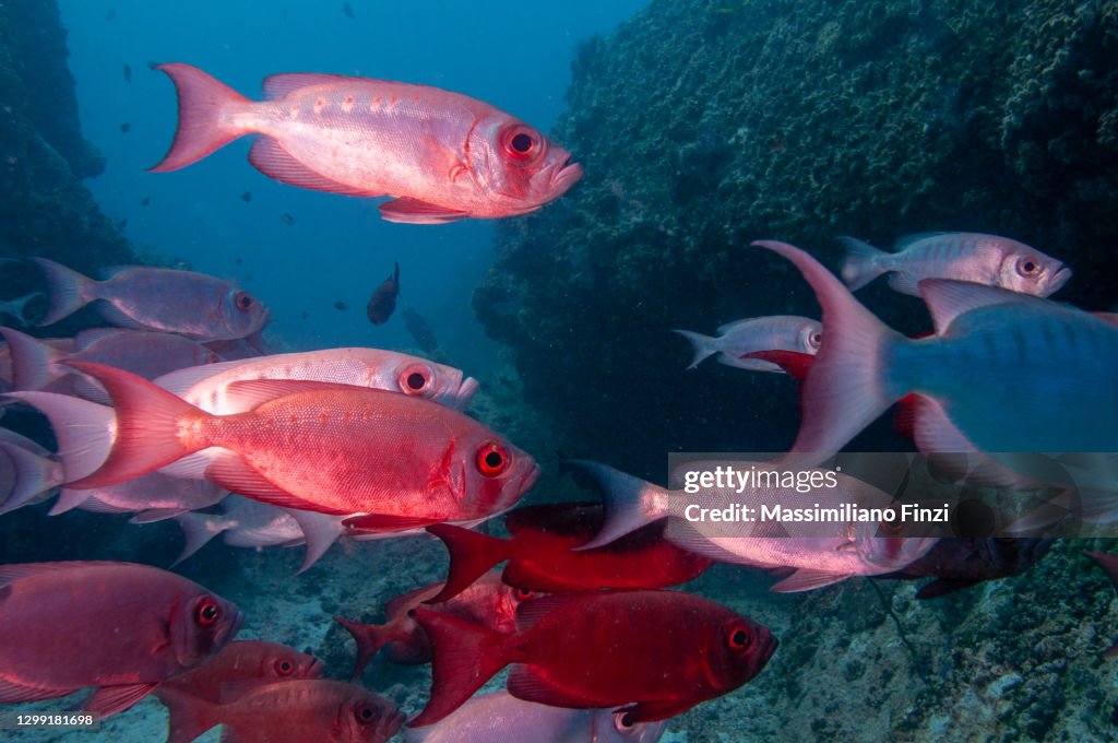 School of Moontail Bullseye or Crescent-Tailed Bigeye (Priacanthus hamrur), Seychelles