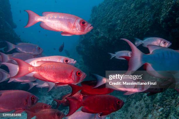 school of moontail bullseye or crescent-tailed bigeye (priacanthus hamrur), seychelles - crescent tailed bigeye stock pictures, royalty-free photos & images