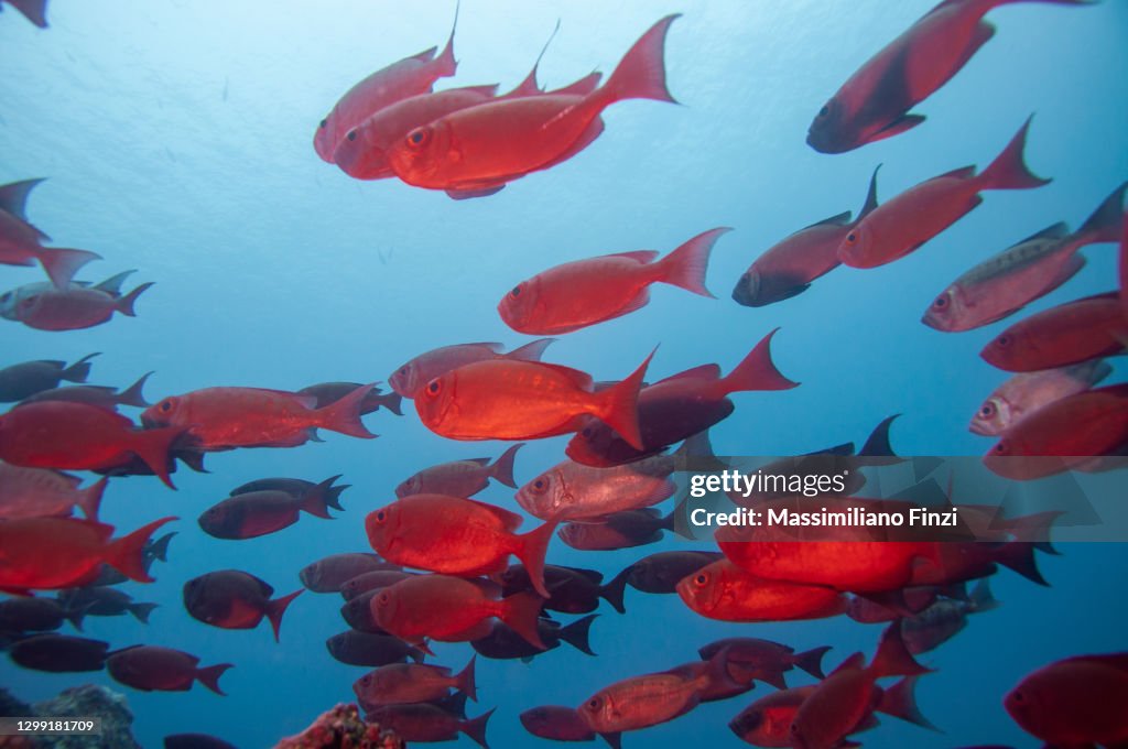 School of Moontail Bullseye or Crescent-Tailed Bigeye (Priacanthus hamrur), Seychelles