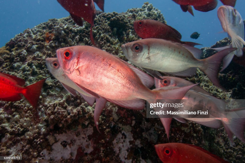 School of Moontail Bullseye or Crescent-Tailed Bigeye (Priacanthus hamrur), Seychelles