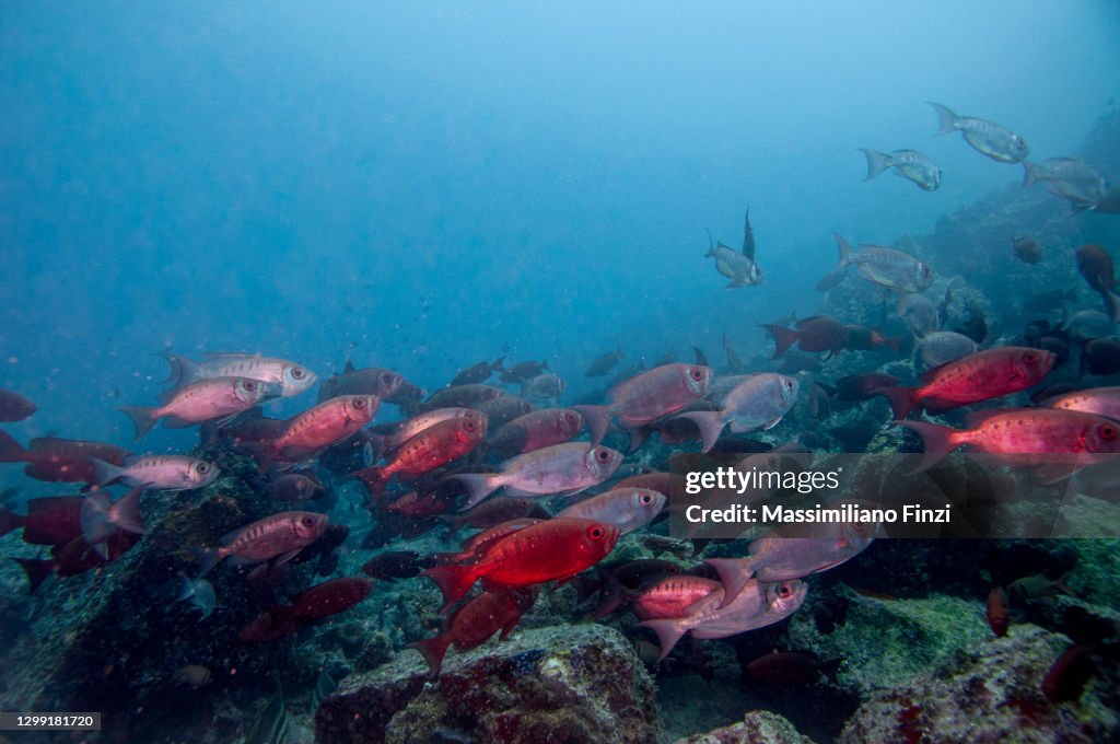 School of Moontail Bullseye or Crescent-Tailed Bigeye (Priacanthus hamrur), Seychelles