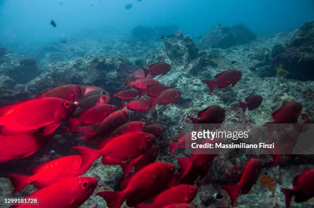 school of moontail bullseye or crescent-tailed bigeye (priacanthus hamrur), seychelles - crescent tailed bigeye stock pictures, royalty-free photos & images
