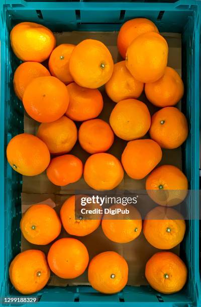 iyokan produced in ehime prefecture, citrus iyo - iyokan stockfoto's en -beelden