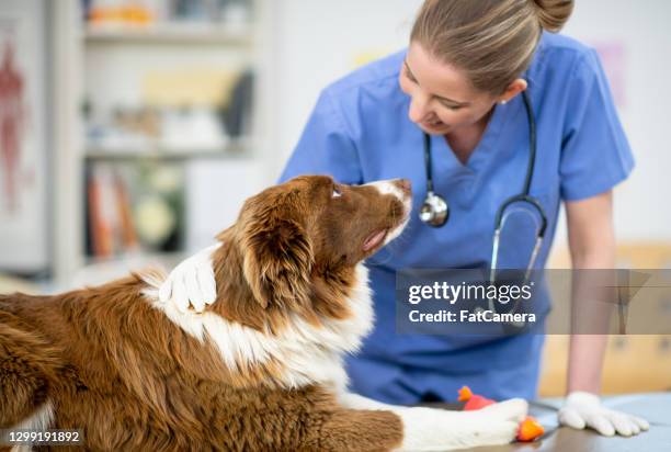 tierärztin mit einem welpen im büro - veterinarian stock-fotos und bilder