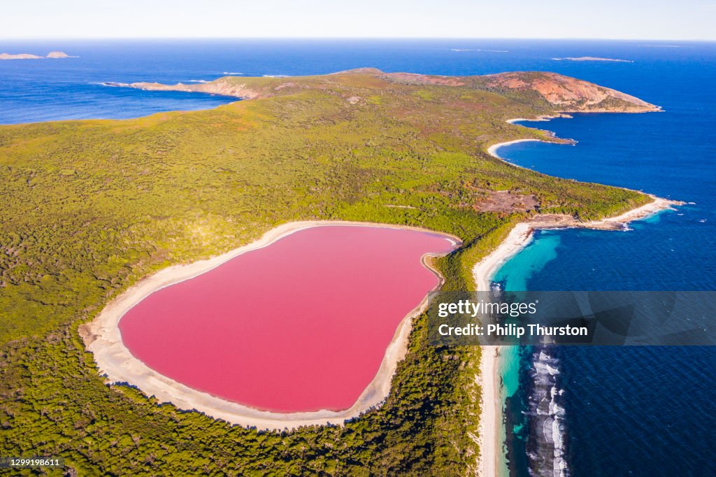 Pink lake aerial view on middle island surrounded blue ocean. Stark contrasting natural phenomenon