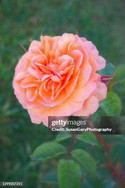 California Style Roses Southern California Rose Photos and Premium High Res Pictures - Getty ...