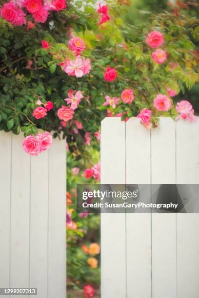 entrance to my side yard rose garden - garden gate rose stock pictures, royalty-free photos & images