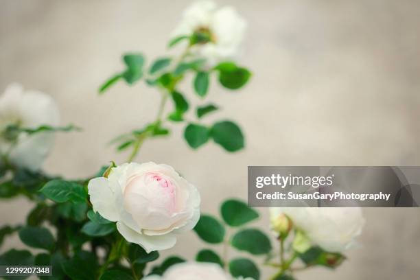 pastel creamy roses in my garden - white rose garden stock pictures, royalty-free photos & images