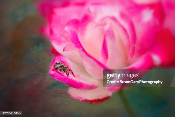 jumping spider perched on rose petal - jumping spider stock pictures, royalty-free photos & images