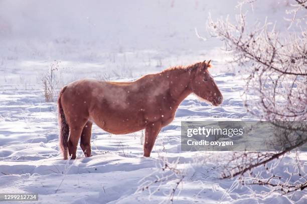 horses grazing in winter snowy field on altai mountains. pastel colored nature background - zugpferd stock-fotos und bilder