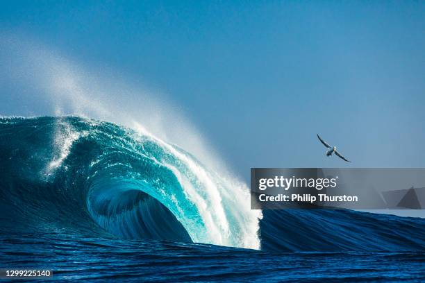 large blue idyllic wave breaking in the open ocean on a sunny day - albatross stock pictures, royalty-free photos & images