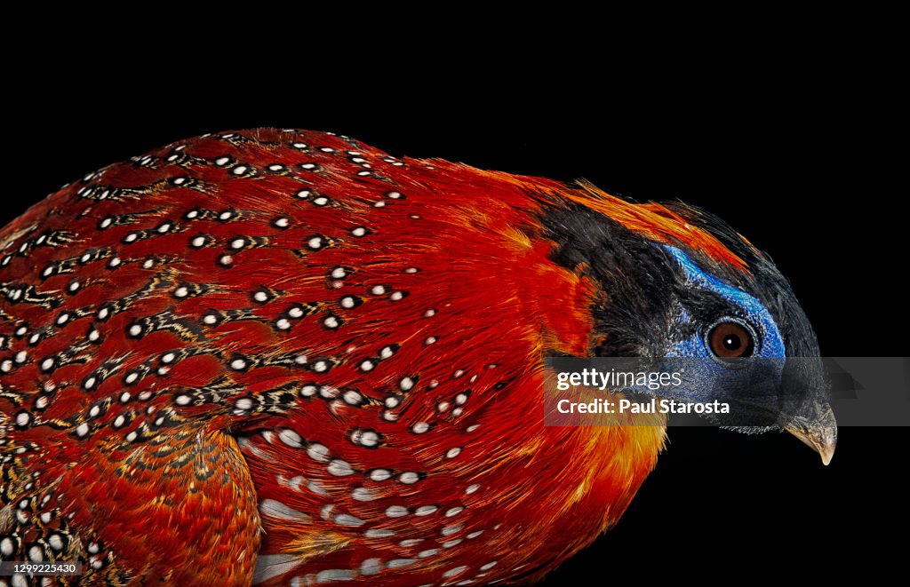 Tragopan temminckii (Temminck's tragopan)