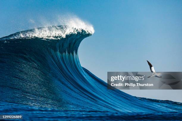 grote blauwe crestinggolf die zich hoog in de open oceaan op een zonnige dag bevindt - australia bird stockfoto's en -beelden