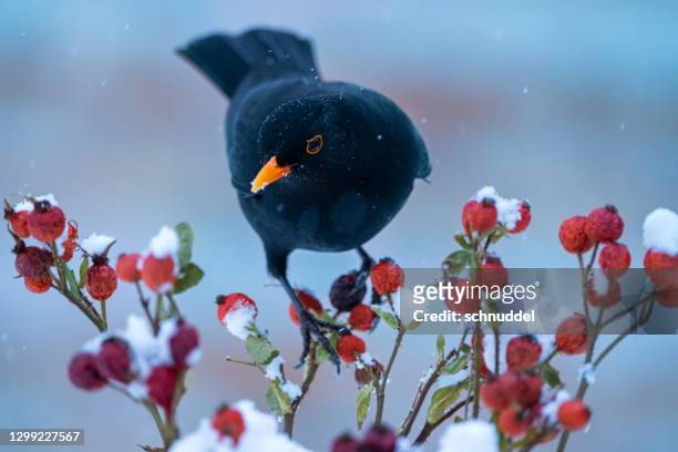 blackbird in winter - blackbird stock pictures, royalty-free photos & images