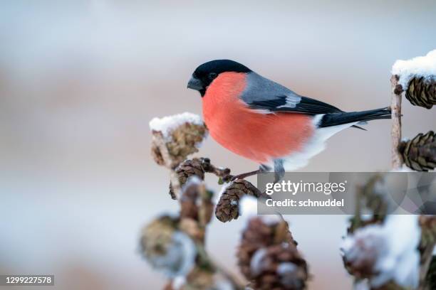 bullfinch in de winter - old world bullfinch stockfoto's en -beelden