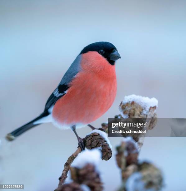 bullfinch in winter - winter plumage stock pictures, royalty-free photos & images