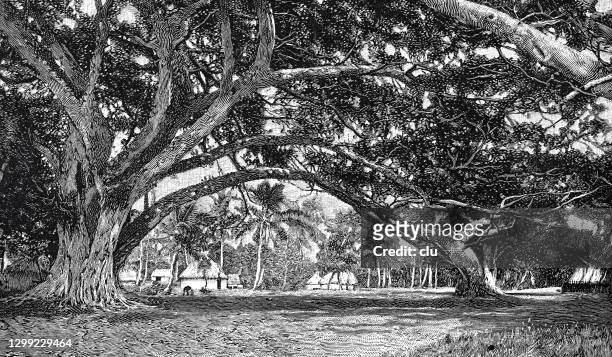 52 Banyan Tree Illustrations - Getty Images