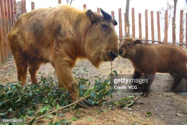 Takin Rearing 48 Golden Takin Stock Photos, High-Res Pictures, and Images - Getty Images