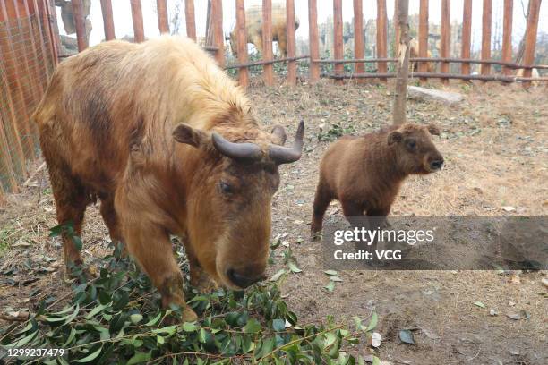 Takin Rearing Golden Takin Photos and Premium High Res Pictures - Getty Images